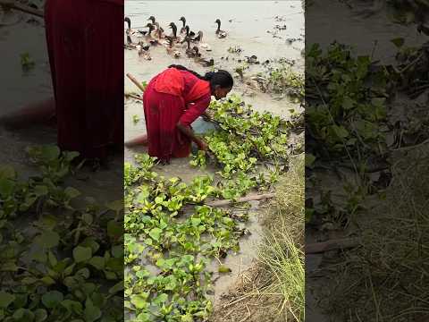 Fishing in Village