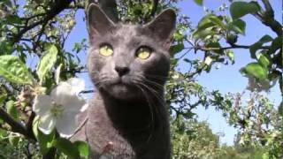 Russian blue cat / Cannon Lergia [ HD ]