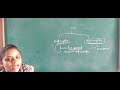 Cell structure and function