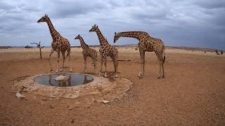 A Tower of Giraffes at the Waterhole | NamibiaCam