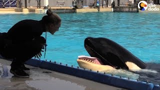 Kasatka the Orca Dies At SeaWorld | The Dodo