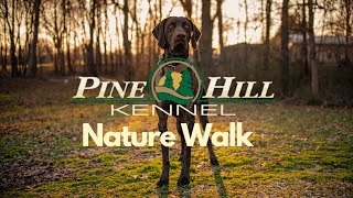 German Shorthair Pointer Enjoys His Nature Walk at Pine Hill!