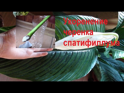 Video: Spathiphyllum трансплантациясы: сатып алгандан кийин кышында үйдө 