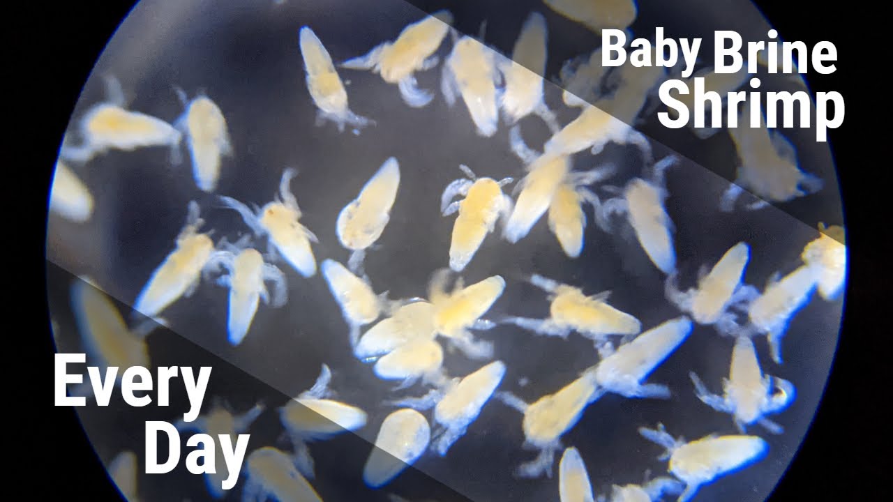 How To Hatch Baby Brine Shrimp, All Day Every Day (With