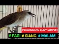 PERANGSANG BUNYI AMPUH pancingan burung trucukan GACOR PALING dicari