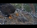 Jackie brings fish and feeds the chicks | Big Bear Bald Eagle | Apr 21, 26