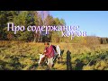 Еще раз про содержание коров // Жизнь на хуторе