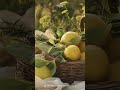 By the Lemon Tree • Quintessential Home