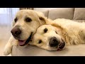 How Golden Retrievers like to play [Funniest Dogs Video]