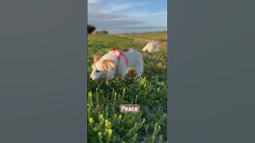 😍😍 they love to be in nature 🌺 #adorabledog #kokoni #cute #cleverdog #nature