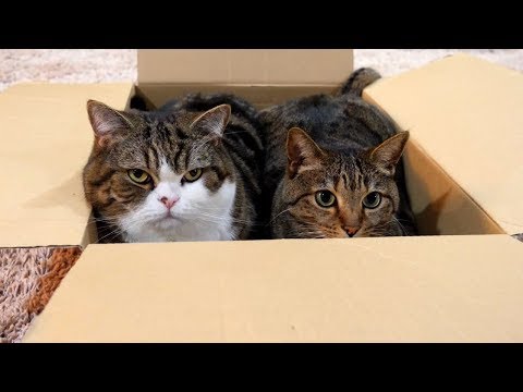 箱とまるとはな４。-Box and Maru&Hana 4.-