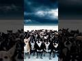 100 Chihuahuas vs1Black Polar Bear! Who Wins? #new #2026 #chiuwawa #bear #meme #dog #animals #cute