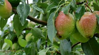Beautiful Pears, Orchard, Rain and Fruits, Pear Tree, Background video, 4k, VJ Loop, Video Footage screenshot 5