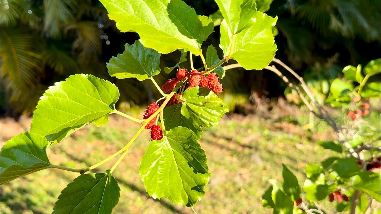 Лучшие сорта шелковицы для выращивания