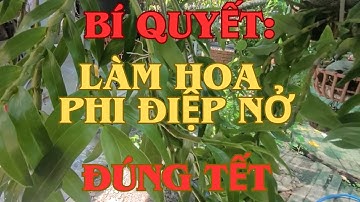Bí Quyết Làm Hoa Phi Điệp Nở Đúng Tết-Secret to Making Drooping Orchids Bloom Right on Tet