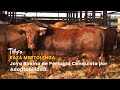 Raza Mertolenga: Joya Bovina de Portugal Conquista por Adaptabilidad - TvAgro por Juan Gonzalo Angel