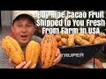 Buy Ripe Cacao Fruit from the USA for $3/lb Make Your Own Raw Chocolate Recipes