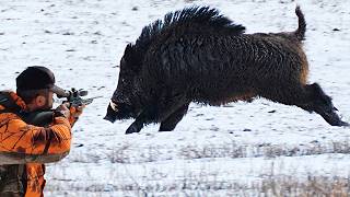 Desperate Farmers Trap Huge Wild Boar Destroying Everything