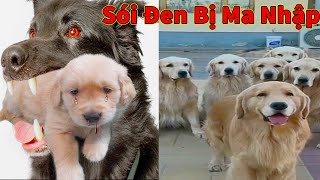 Thú Cưng TV | Trứng Vàng và Trứng Bạc #22 | Chó Golden Gâu Đần thông minh vui nhộn | Pets smart dog