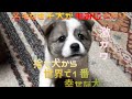 【捨て犬】〜名もなき子犬⑤ 〜もみじが家族となった日 決意と記憶！