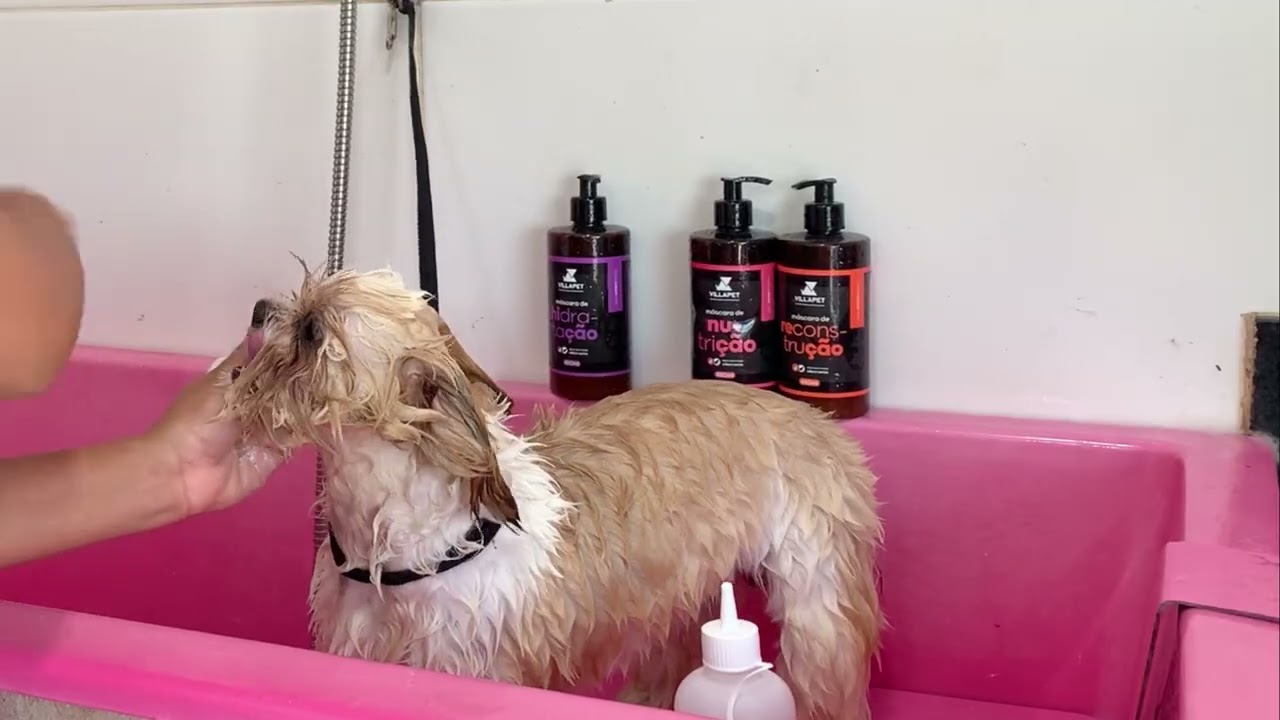 COMO DAR UM BOM BANHO NO PET PARA OBTER UM MELHOR RESULTADO NA TOSA 🐶✂️