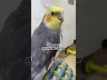 Zoro Cute Cockatiel In Different Moodвќ пёЏ Cockatiel Calopsita Birds Cockatiels Cutebirds Parrot Zoro Cute Cockatiel In Different Moodвќ пёЏ Cockatiel Calopsita Birds Cockatiels Cutebirds Parrot