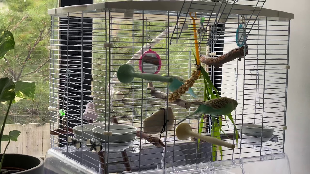 Treats for budgie อาหารว่างสำหรับนกหงษ์หยก YouTube