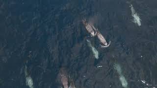 We Went Deep Off San Diego to Find These Rare Dolphins! | Risso’s vs Common Dolphin 🐬
