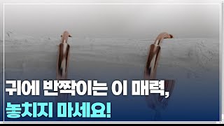 귀걸이로 빛나는 나, 이게 비결!