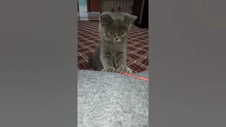 Video 11455601: british cat playing, cute british cat