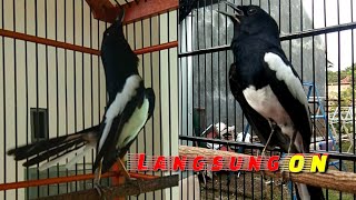 Download Lagu dalam 2 DETIK LANGSUNG TARUNG Kacer gacor tarung penuh emosi ngotot tanpa jeda #Kacer MP3