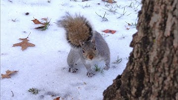 I visited the squirrels at their trees (finding where the squirrels live)