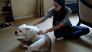 Bella the Bulldog UPDATE: Bella has been adopted!!!
