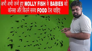 How To Feed Food New Born Molly Fry | Which Types Of Food New Born Molly Fry Require