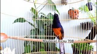 Murai batu Vietnam emang keren.#muraibatu #burung #suaramuraibatu