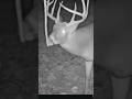 KING hitting the licking stick! #deer #deerhunting #hunting #lickingstick #buck