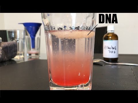 Video: Warum ist es notwendig, die Erdbeeren bei der DNA-Extraktion zu zerdrücken?