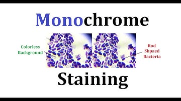How to perform monochrome staining (Simple staining)