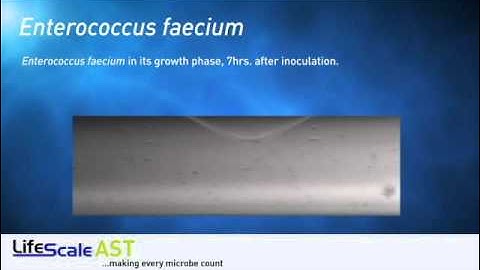 Enterococcus faecium