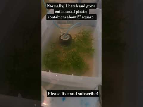 Hatching and raising cory eggs. Adjusting to the species. #corydoras
