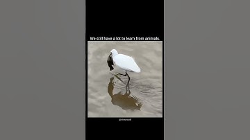 Heroic Crow Rescues Fish from Certain Death! 🐟🦅