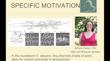 Brandeis Math Bio Seminar - Veronica Ciocanel (Duke University)