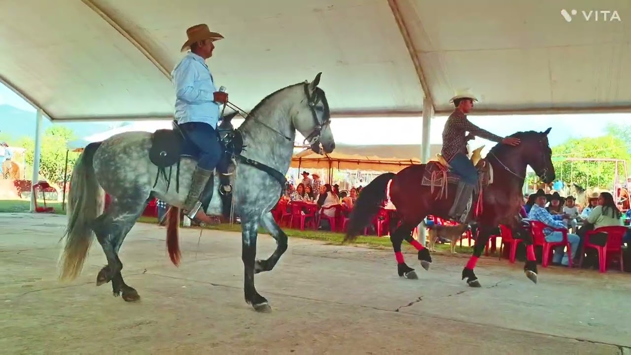 Miren que hermosuras de caballos mis subcritores