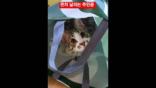 tv동물농장 #로또 #cat