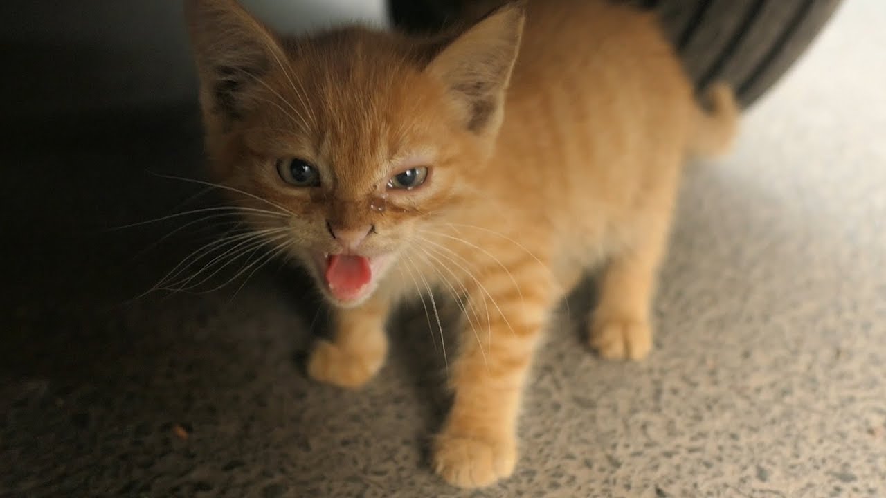 Включи котики ходили. Котенок шипит. Маленький котенок шипит. Маленький шипящий котенок. Рыжий кот шипит.