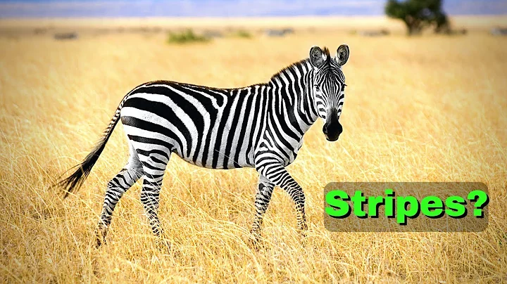 Why Do Zebras Have Stripes? Zebra Stripes Explained