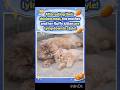 Persian cat# kittens#eat chicken dish#sleeping#style #cat #cutecat #trend #shorts # funny