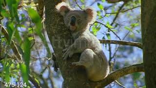 Part 7 Animals Of The Land, End Credits And Roadrunners Power