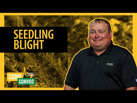 Video: Kukurūzų sodinukų maro gydymas – kaip kontroliuoti kukurūzų sodinukų maro simptomus