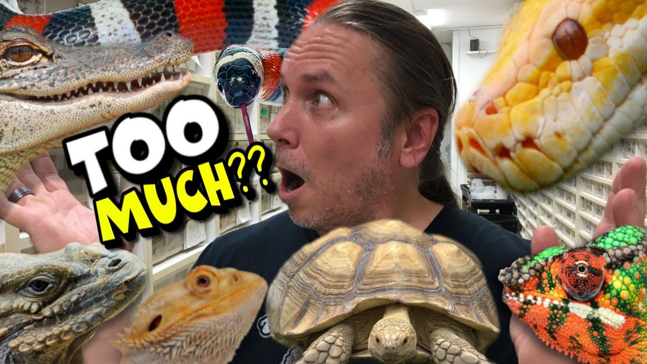 pet snakes and dogs DO I HAVE TOO MANY REPTILE PETS? WHAT DO YOU THINK? | BRIAN BARCZYK